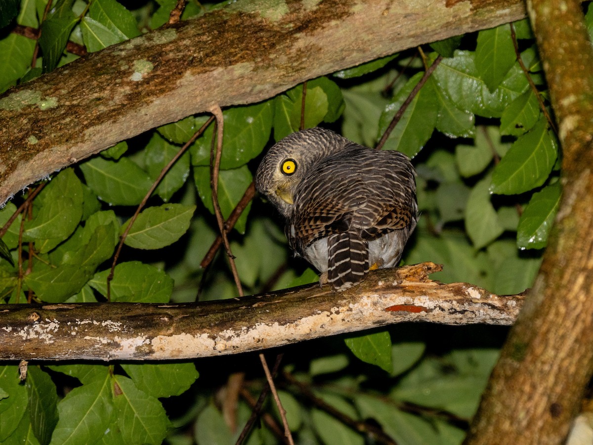 Asian Barred Owlet - ML645258145