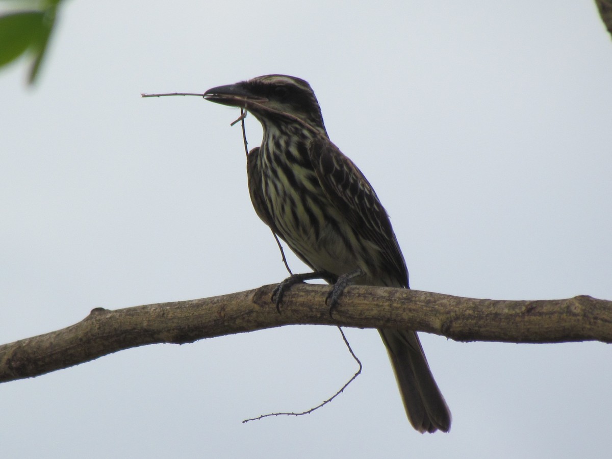 Streaked Flycatcher - ML645258151