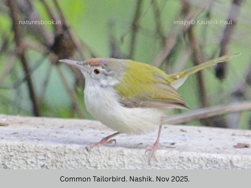 Common Tailorbird - ML645258168
