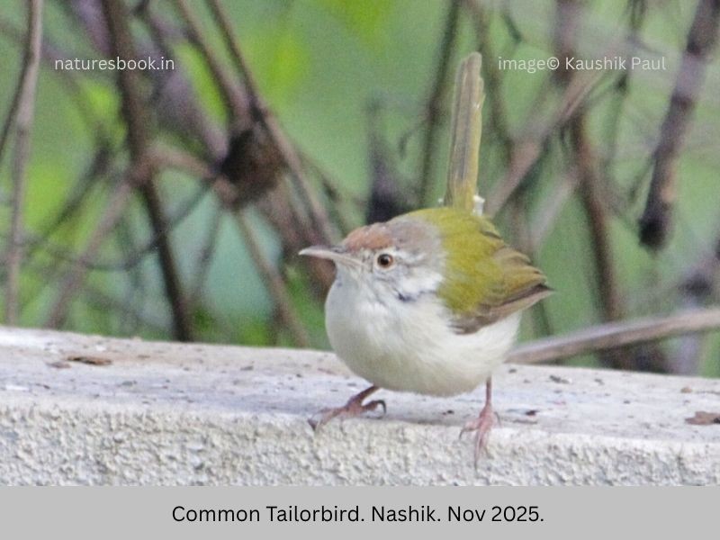 Common Tailorbird - ML645258169