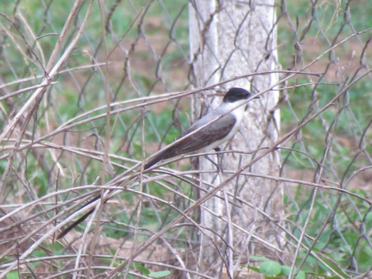 Fork-tailed Flycatcher - ML645258175