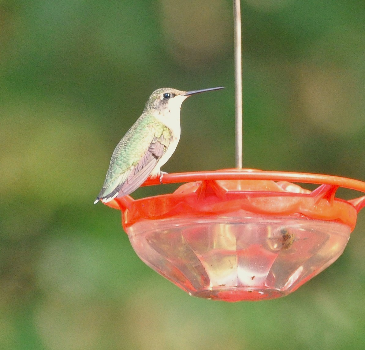 Colibri à gorge rubis - ML645258176