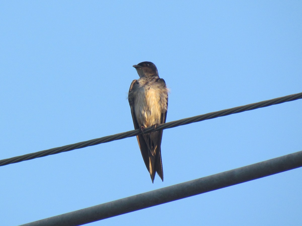 Gray-breasted Martin - ML645258190