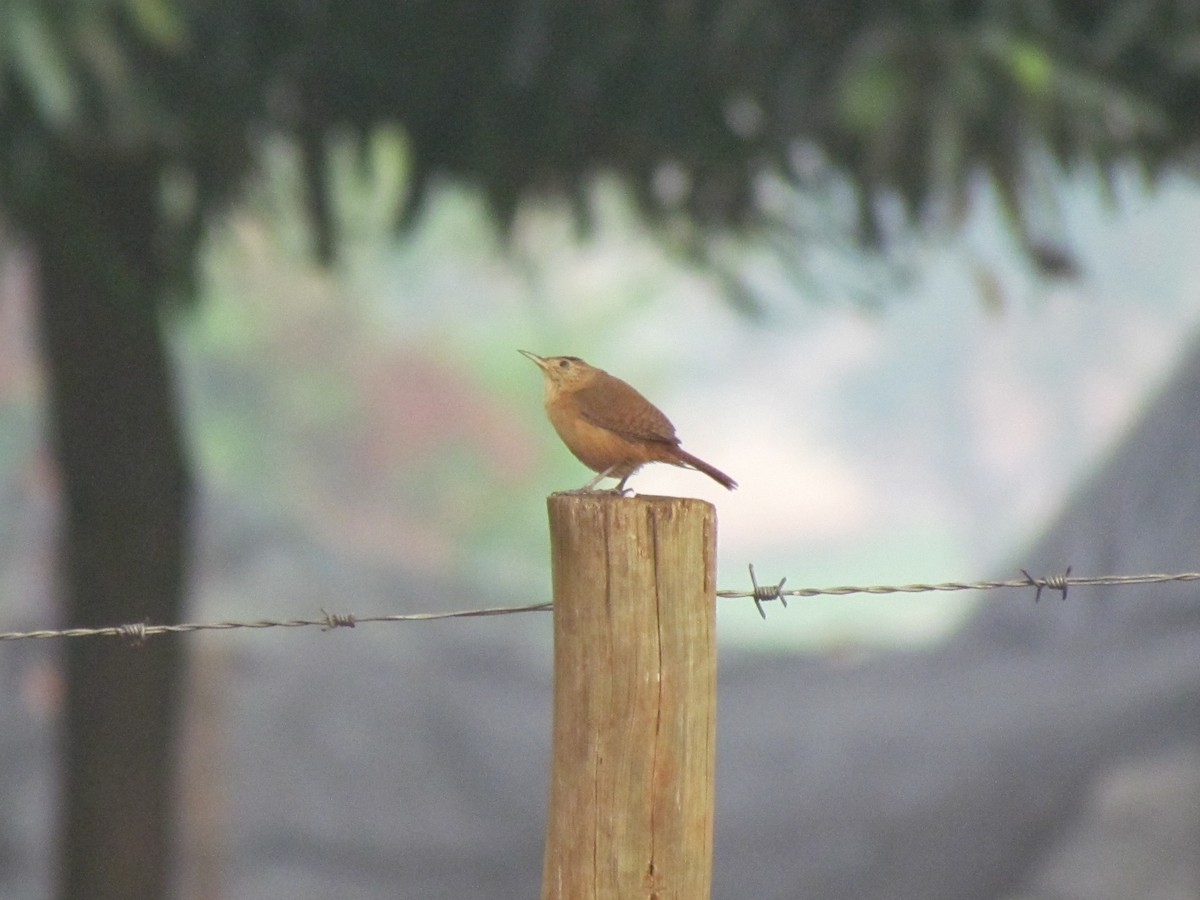 Southern House Wren - ML645258196