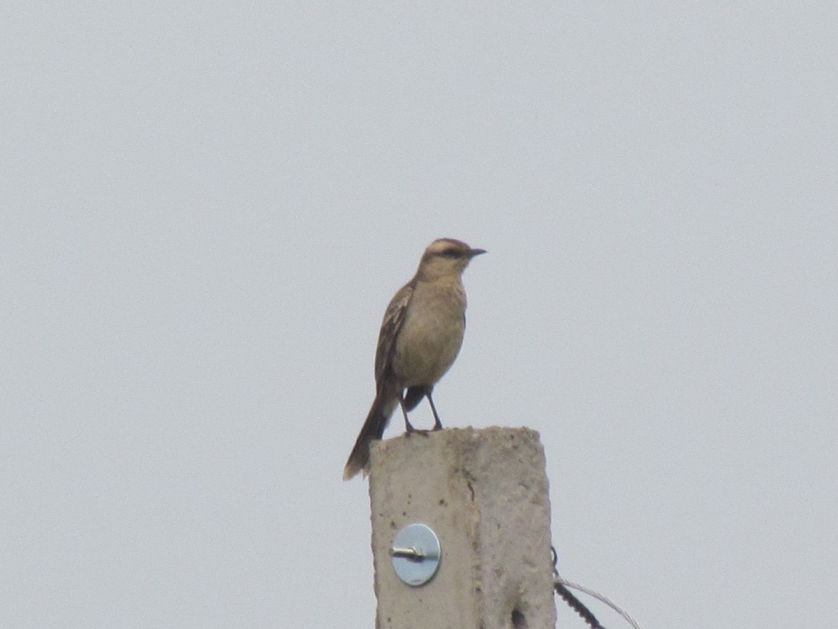 Chalk-browed Mockingbird - ML645258198