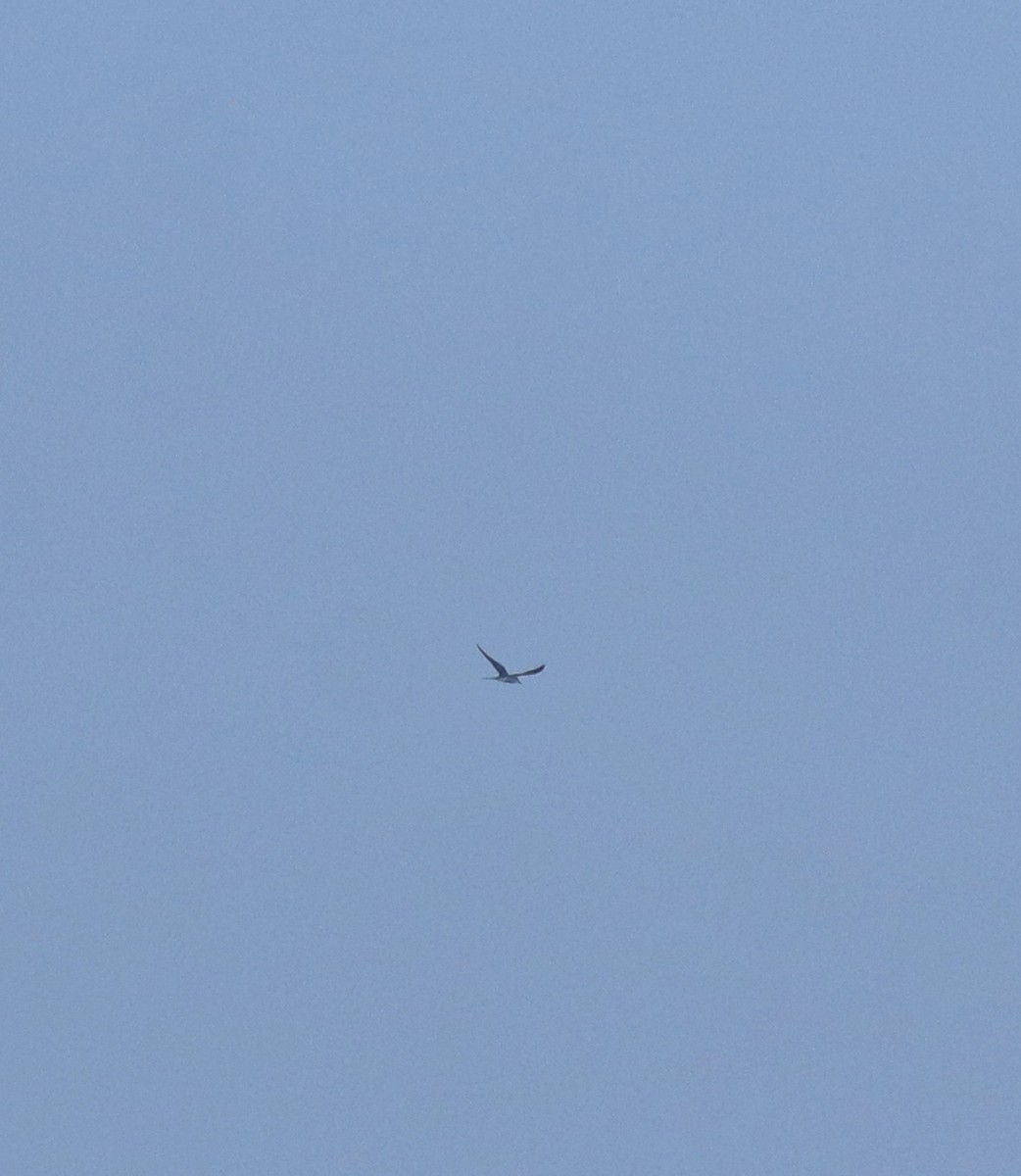 白眉燕鷗 - ML645258209