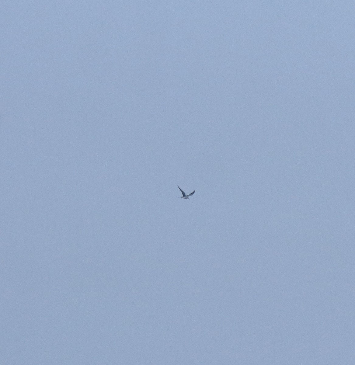 白眉燕鷗 - ML645258210