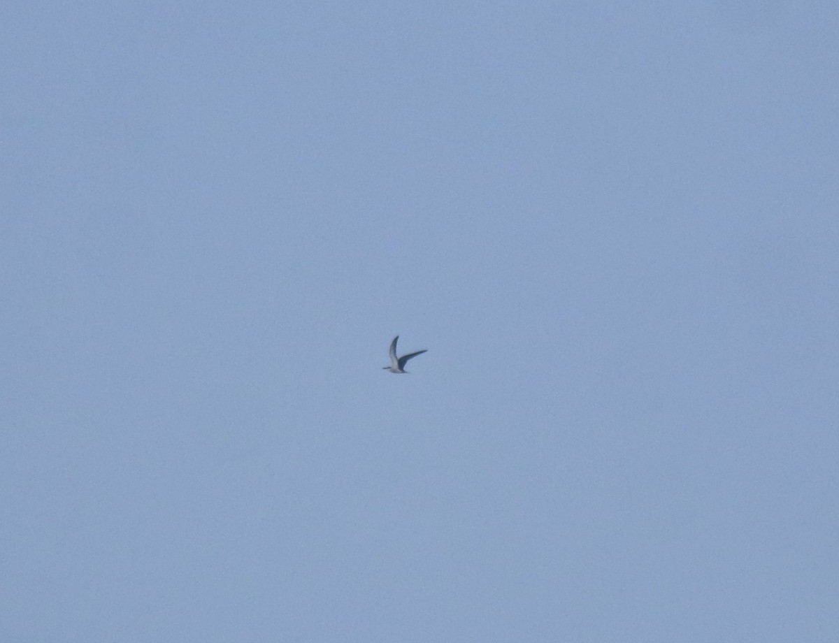 白眉燕鷗 - ML645258211