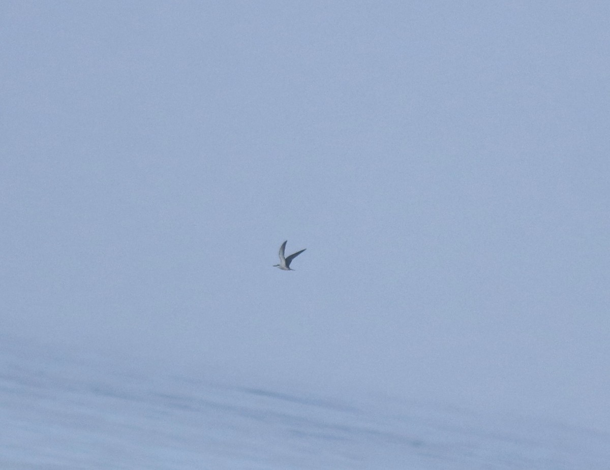 白眉燕鷗 - ML645258212