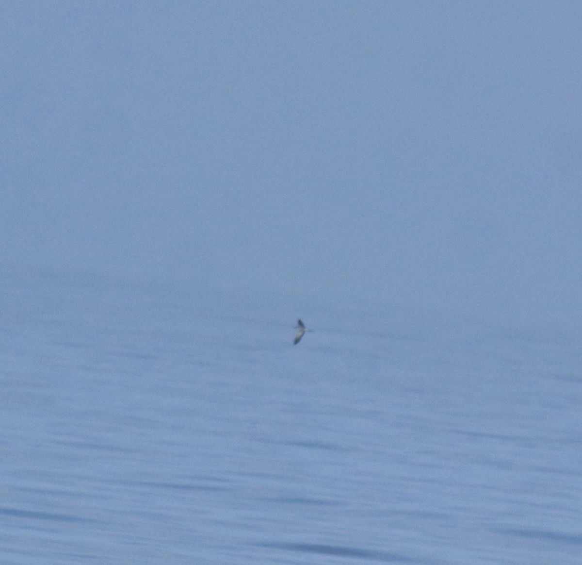 白眉燕鷗 - ML645258213