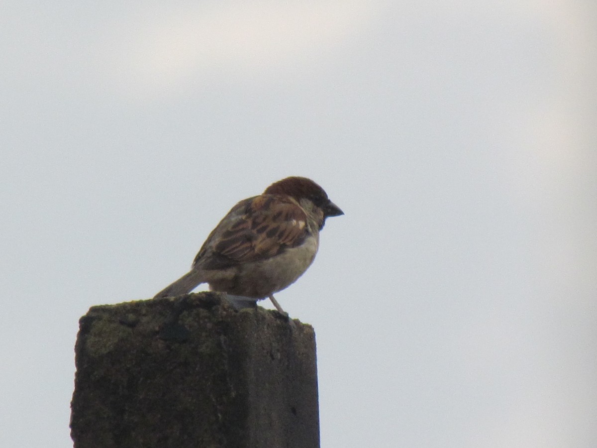 House Sparrow - ML645258216