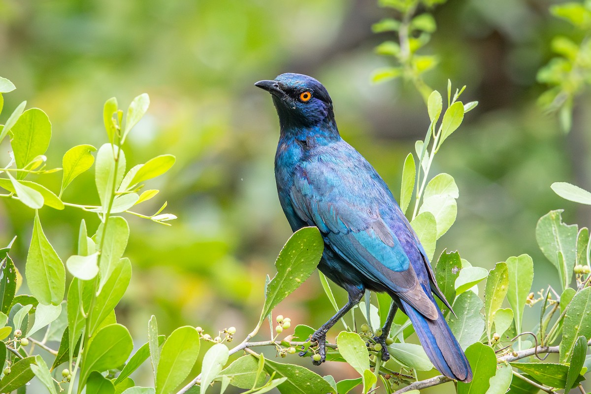 Greater Blue-eared Starling - ML645258218