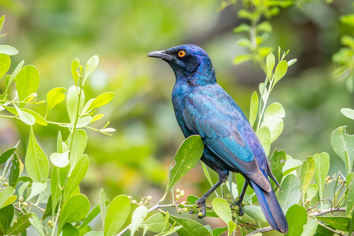 Greater Blue-eared Starling - ML645258219