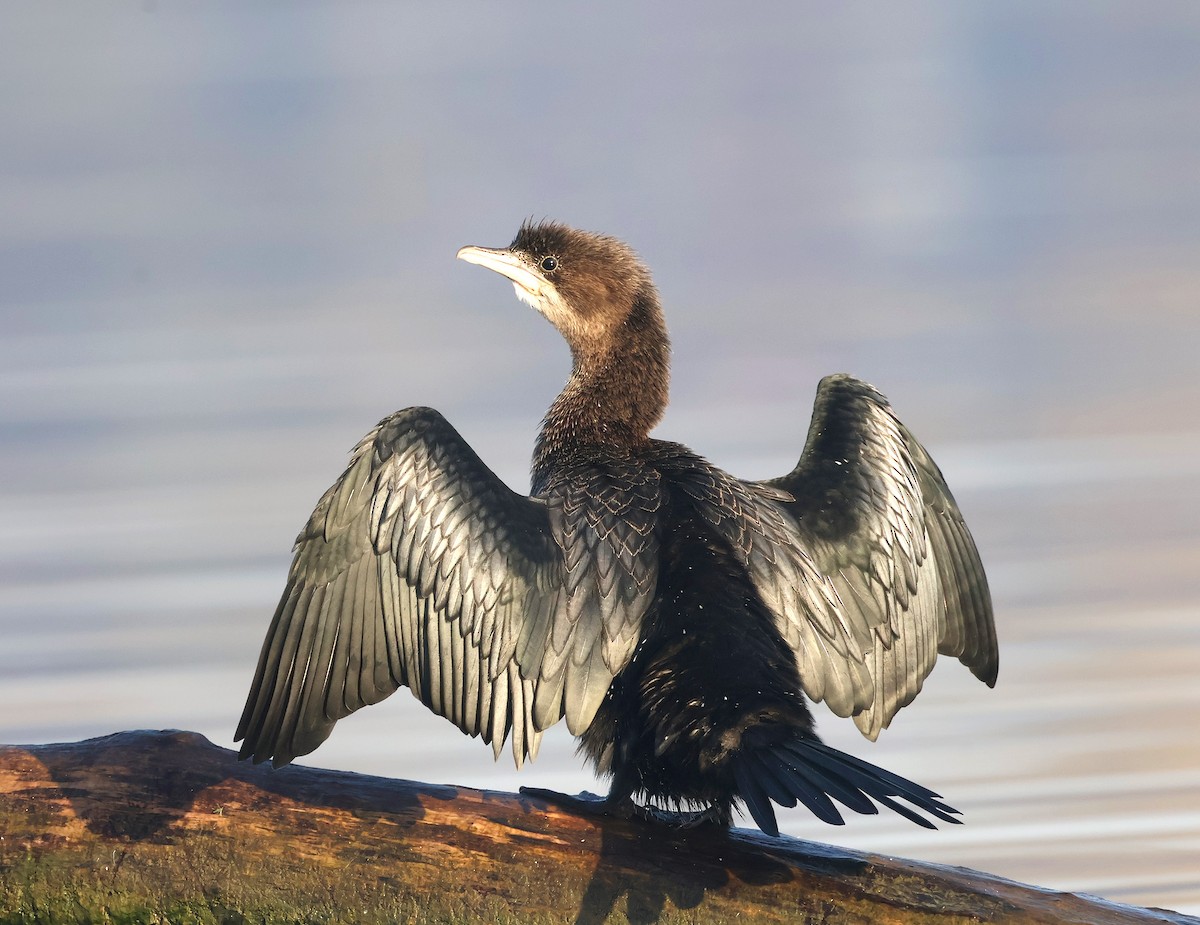 Баклан малий - ML645258225