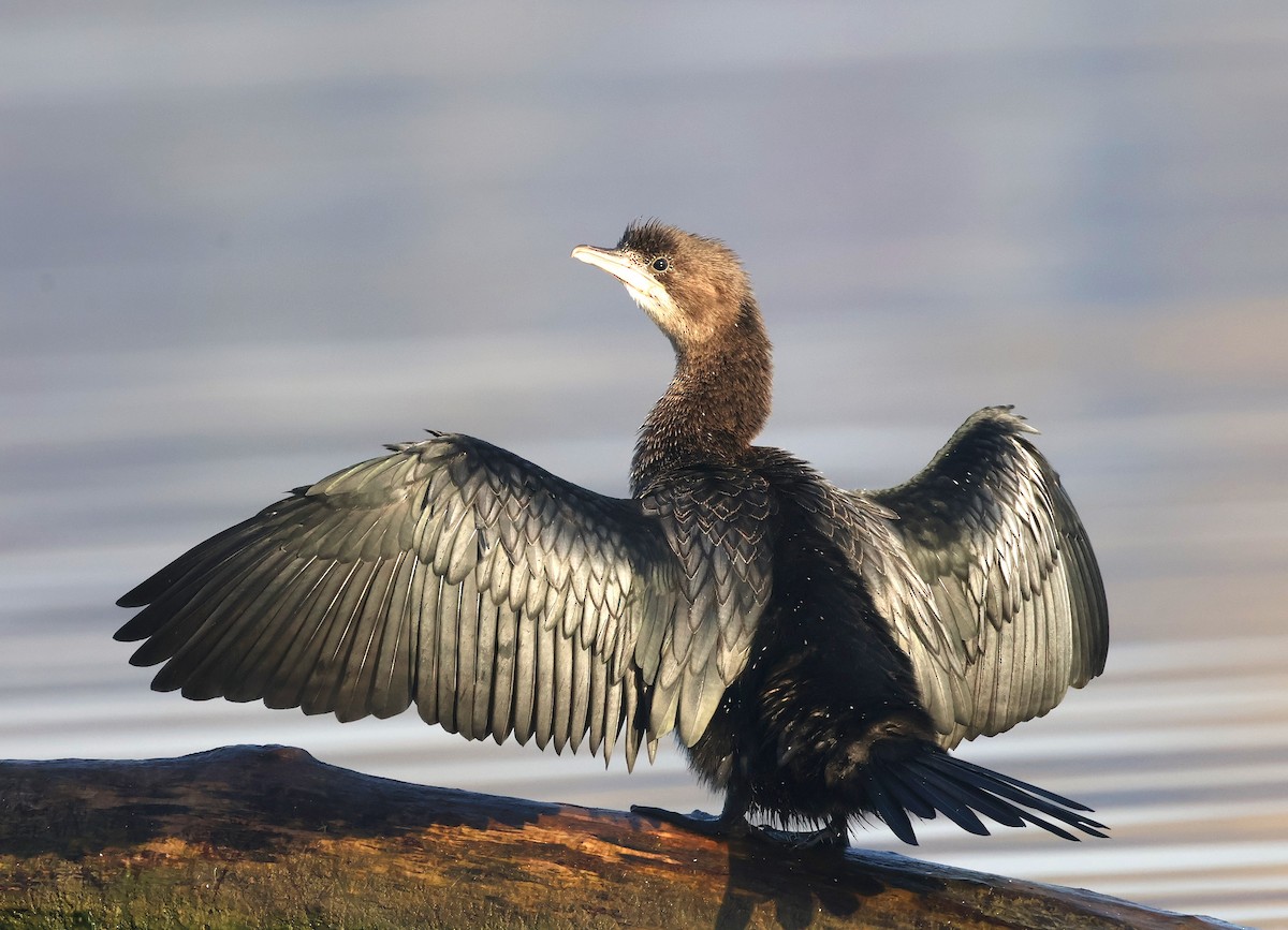 Баклан малий - ML645258228