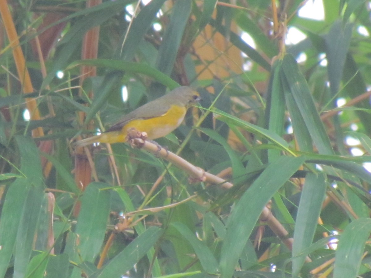 Purple-throated Euphonia - ML645258242