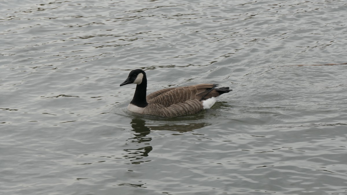Canada Goose - ML645258261