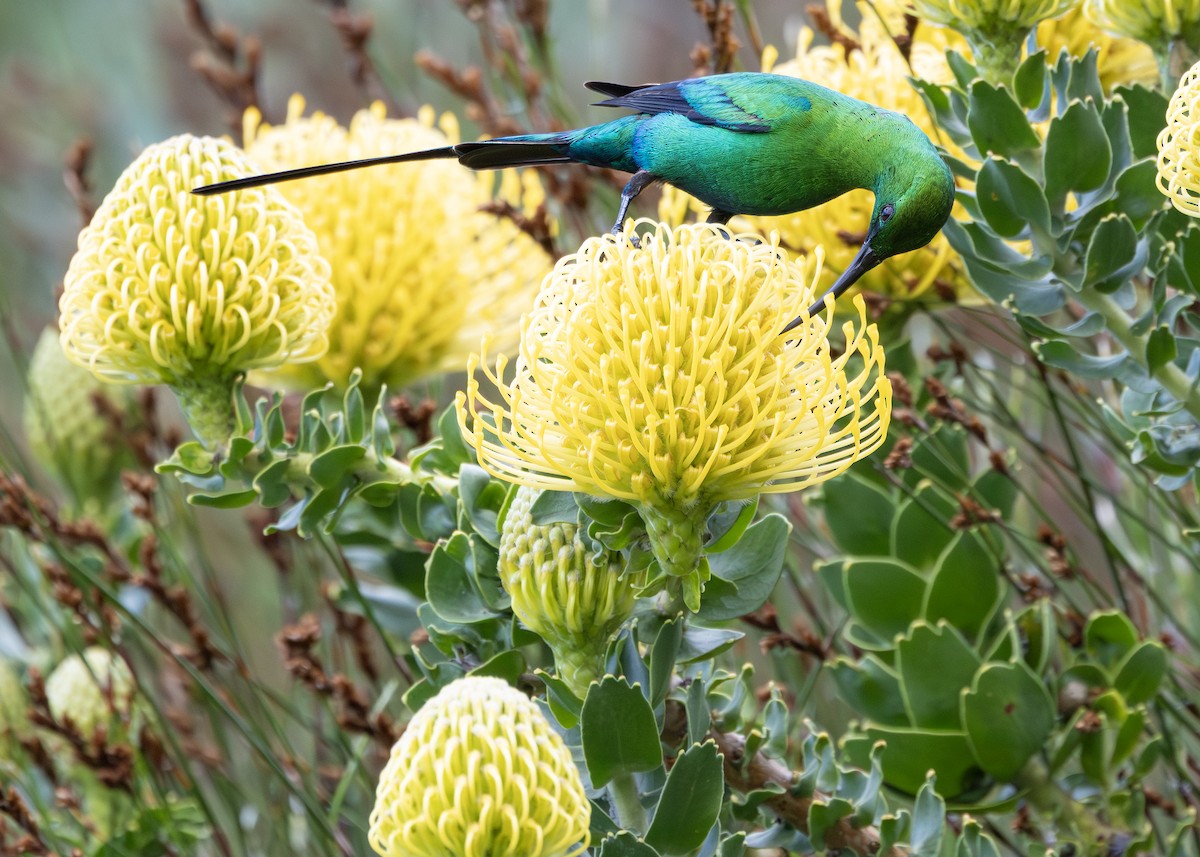 Malachite Sunbird - ML645258262