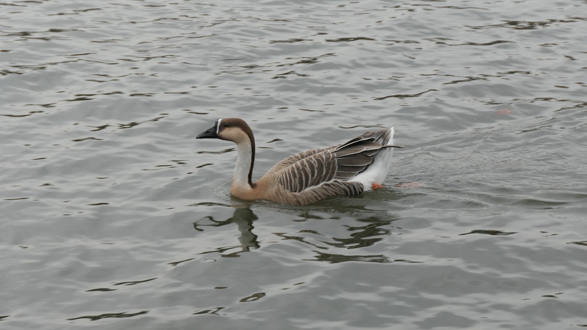 Ánsar Cisnal (variedad doméstica) - ML645258266