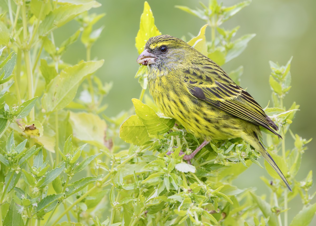 Forest Canary - ML645258267