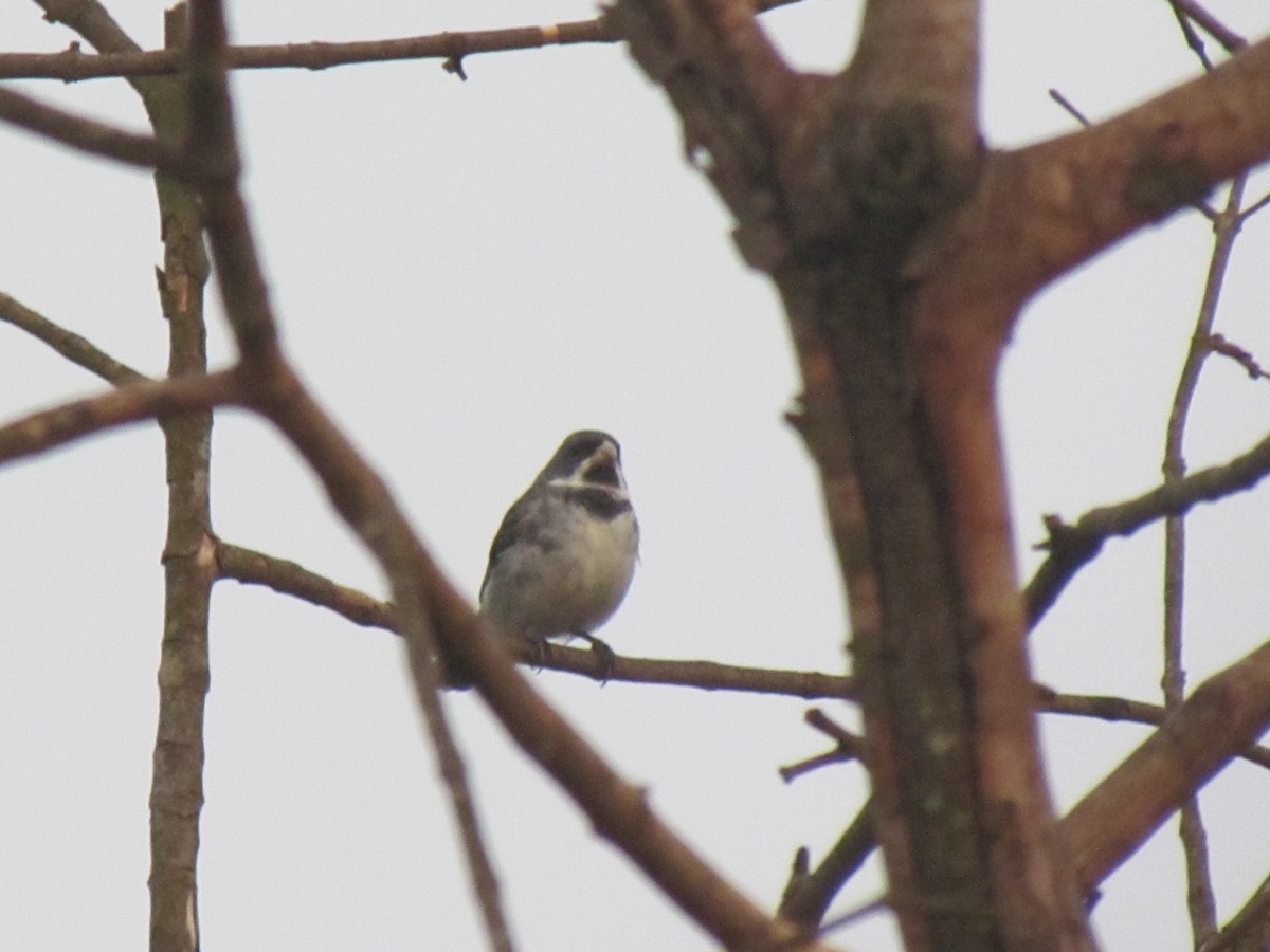 Double-collared Seedeater - ML645258273