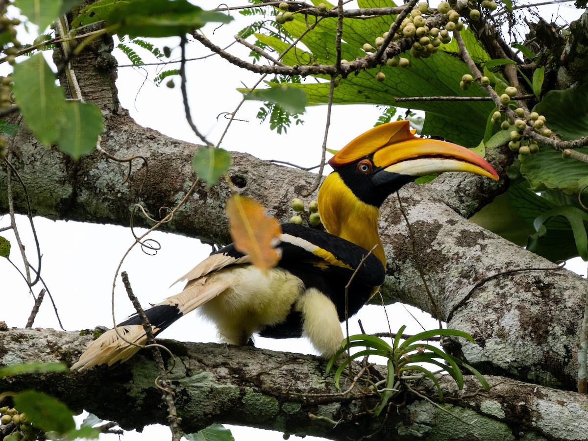Great Hornbill - ML645258276