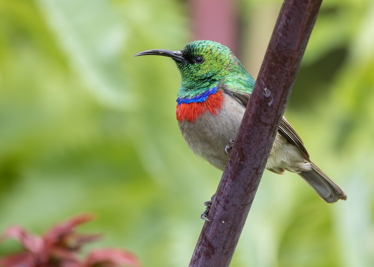 Güneyli Çift Kuşaklı Nektarkuşu - ML645258279