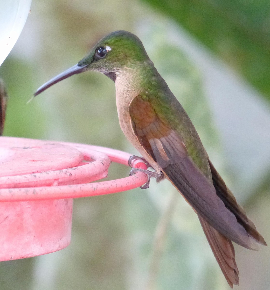 Fawn-breasted Brilliant - ML645258281
