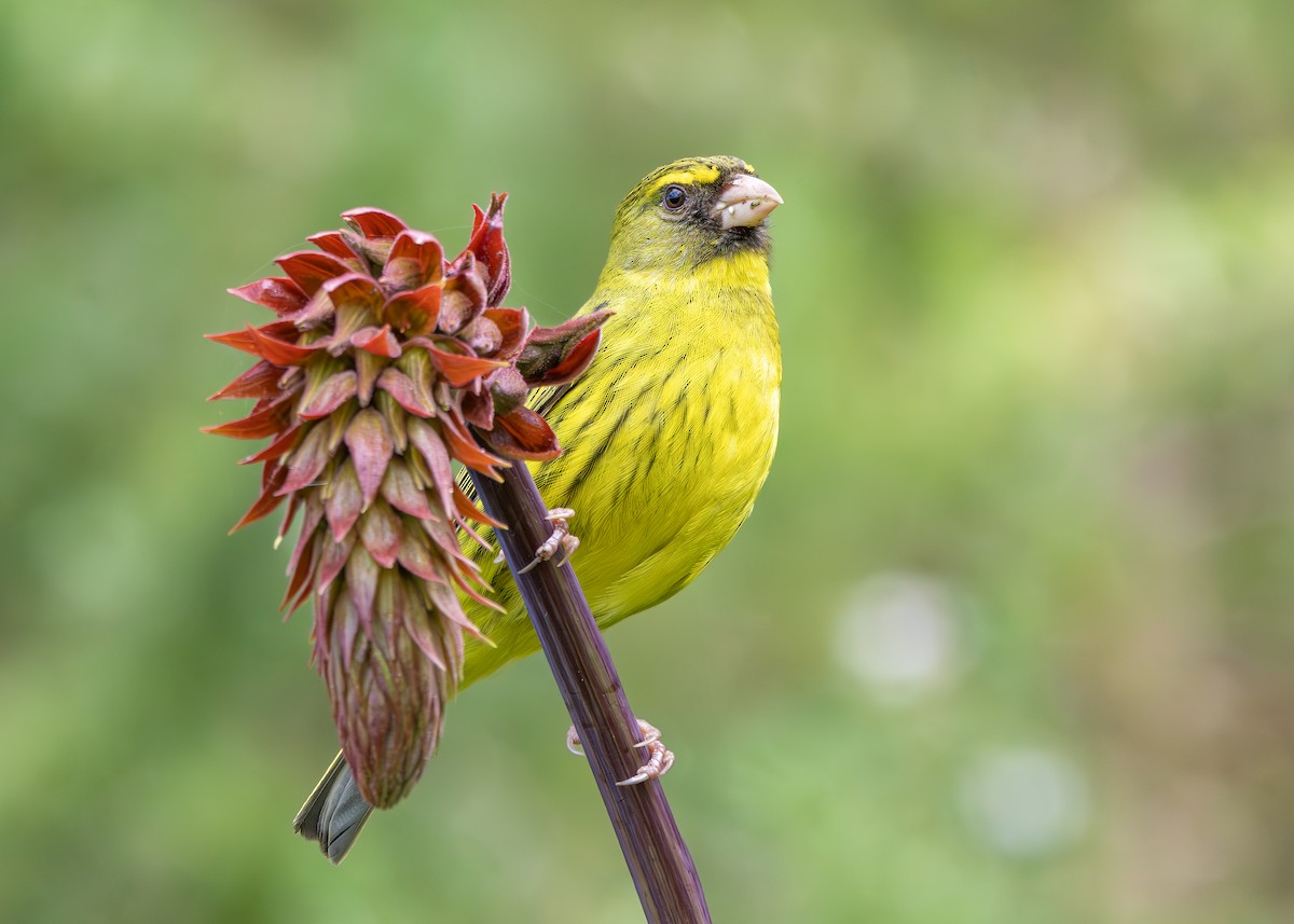 Forest Canary - ML645258284