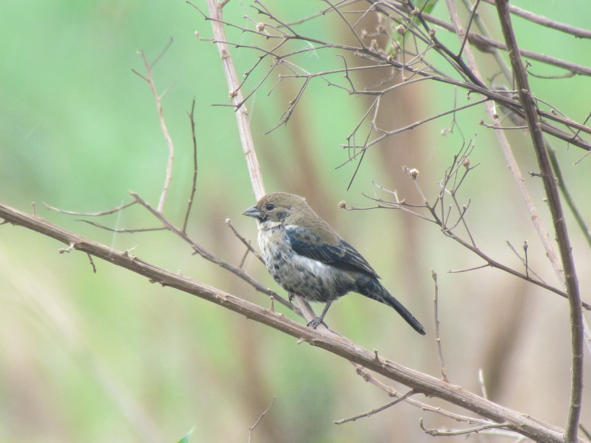 Blue-black Grassquit - ML645258290