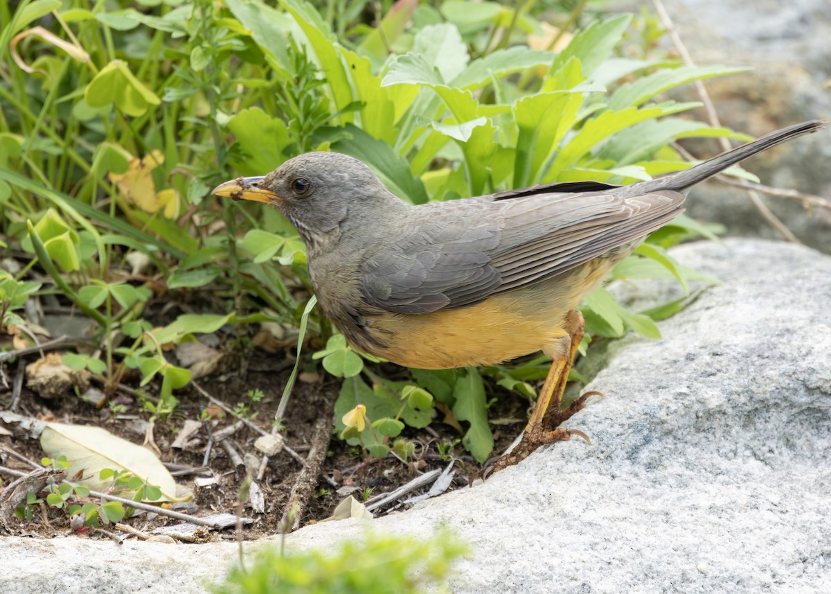 Olive Thrush - ML645258291