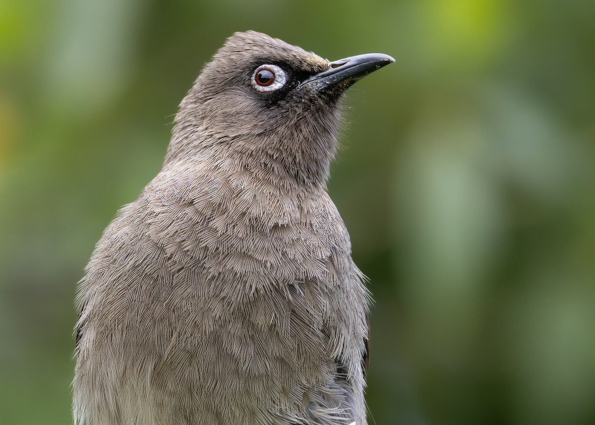 Cape Bulbul - ML645258294