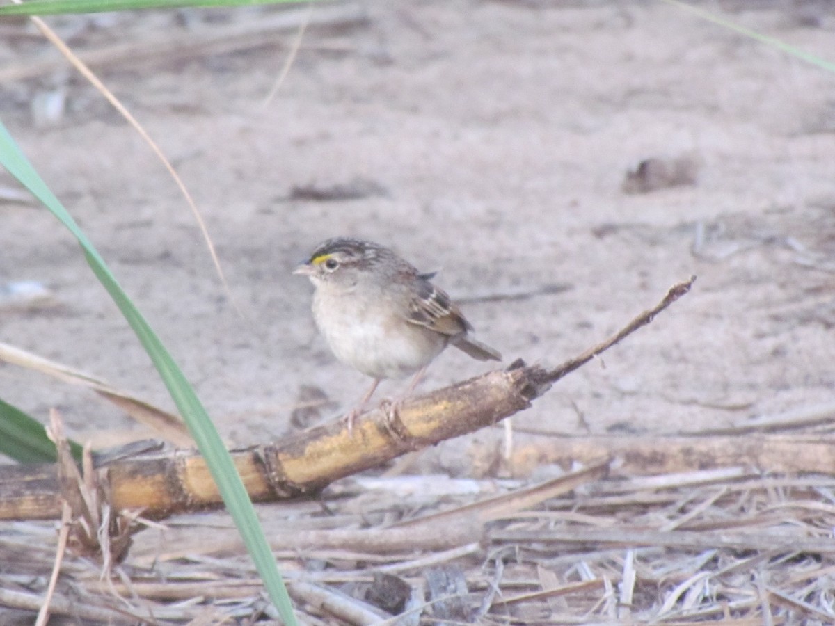 Grassland Sparrow - ML645258297