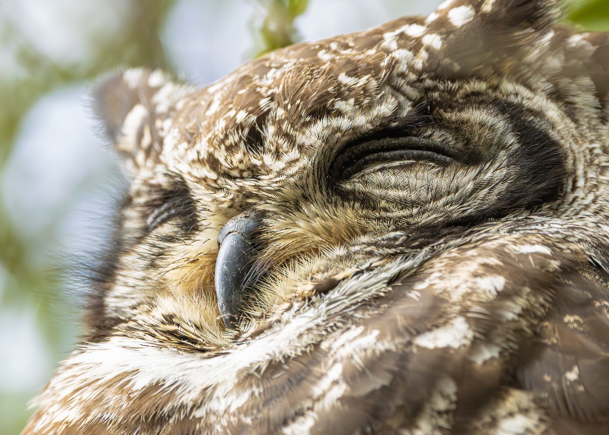 Spotted Eagle-Owl - ML645258302