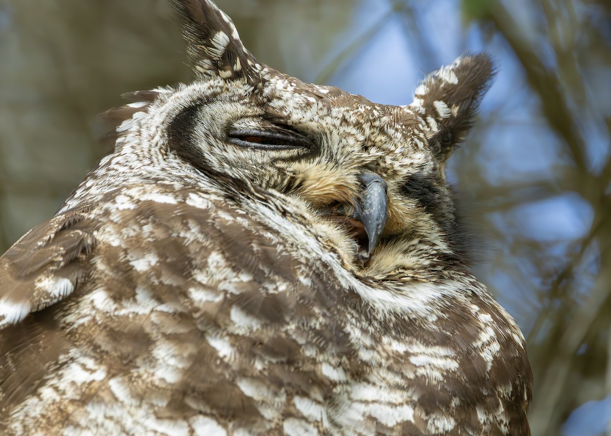 Spotted Eagle-Owl - ML645258306