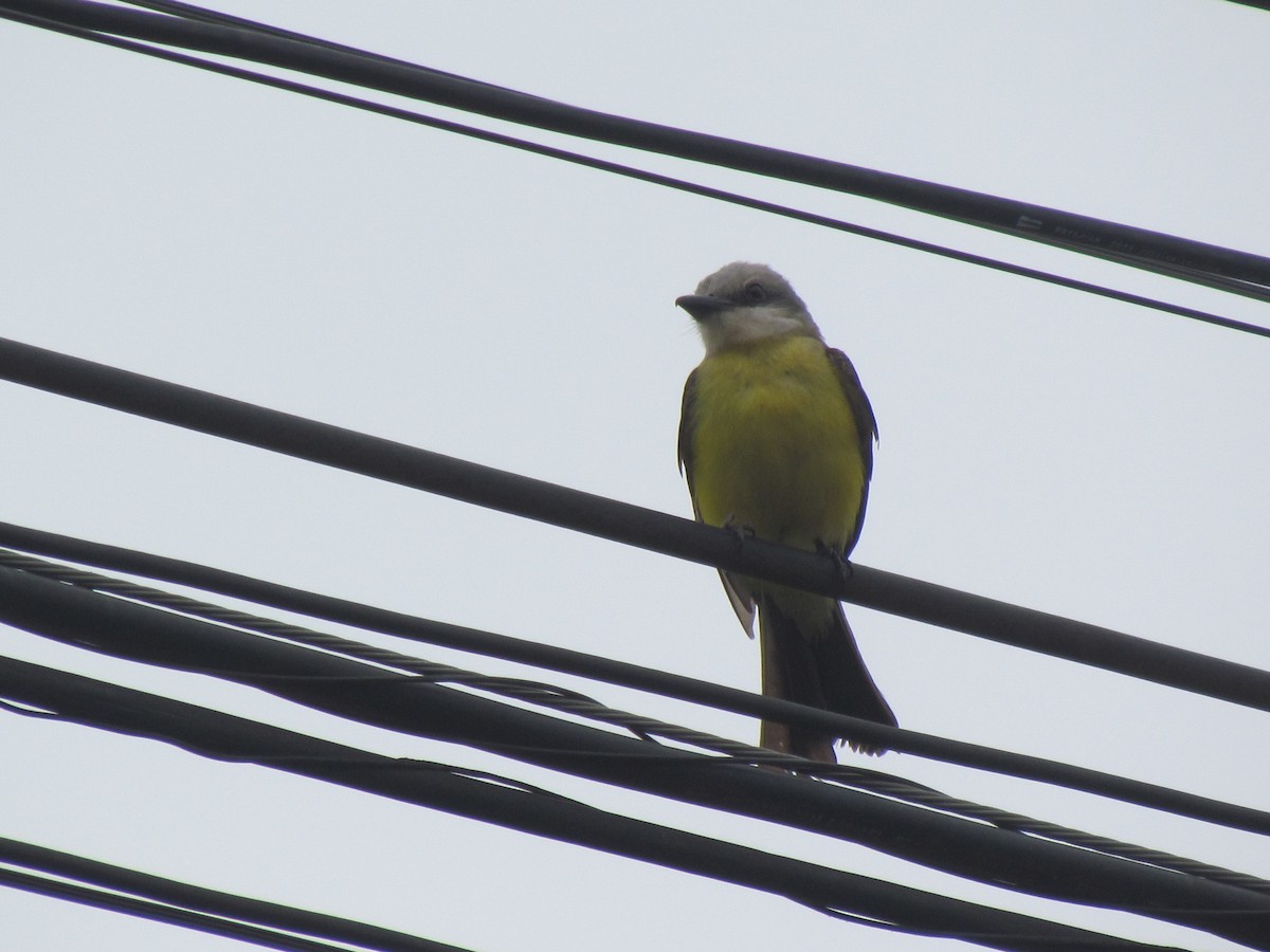 White-throated Kingbird - ML645258320