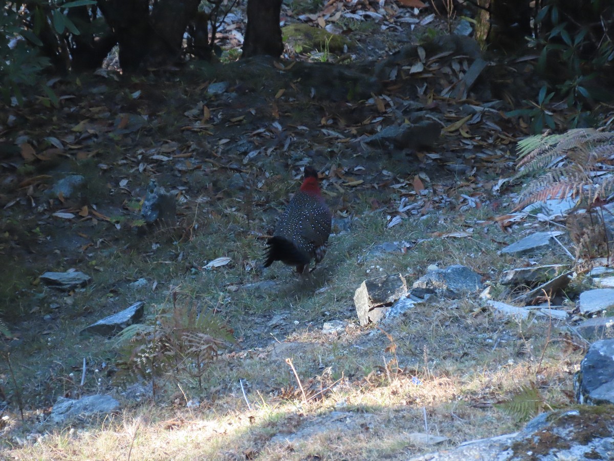 Satyr Tragopan - ML645258324