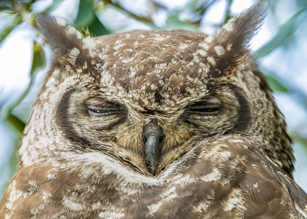 Spotted Eagle-Owl - ML645258330