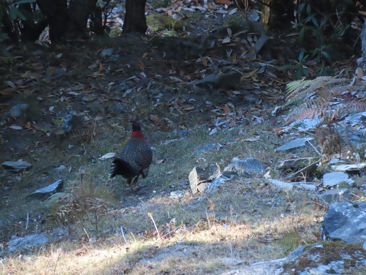 Satyr Tragopan - ML645258332