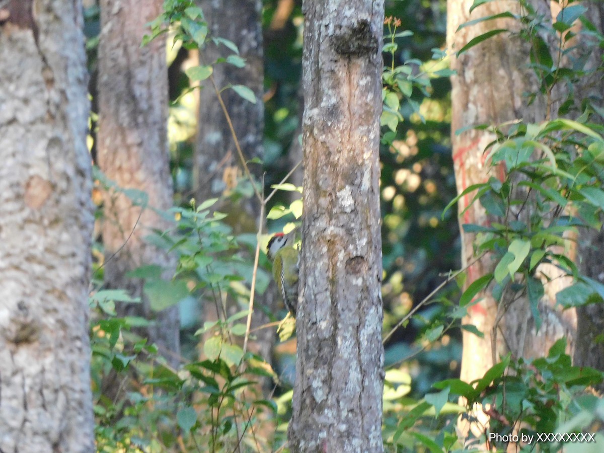 Pic cendré - ML645258347