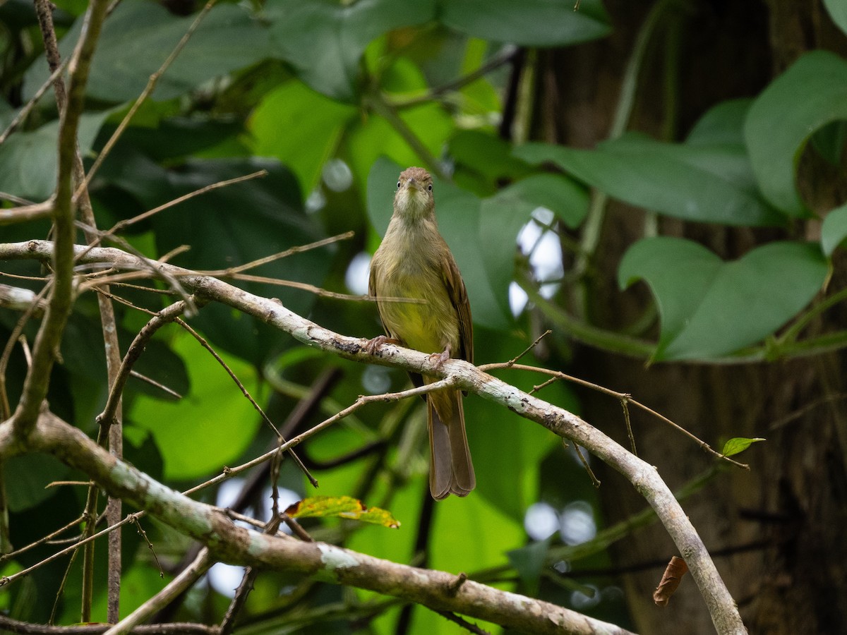 Olive Bulbul (Baker's) - ML645258349