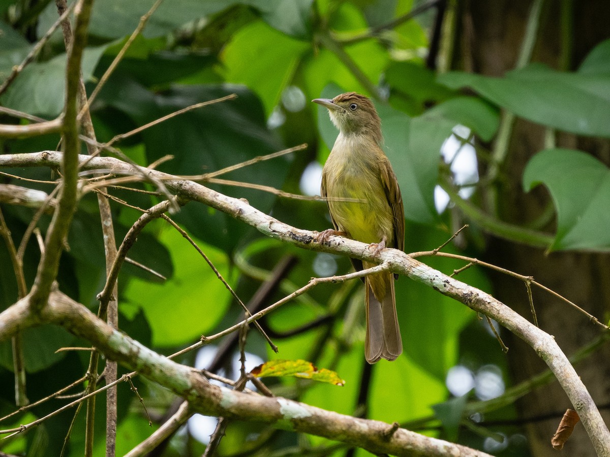 Olive Bulbul (Baker's) - ML645258350