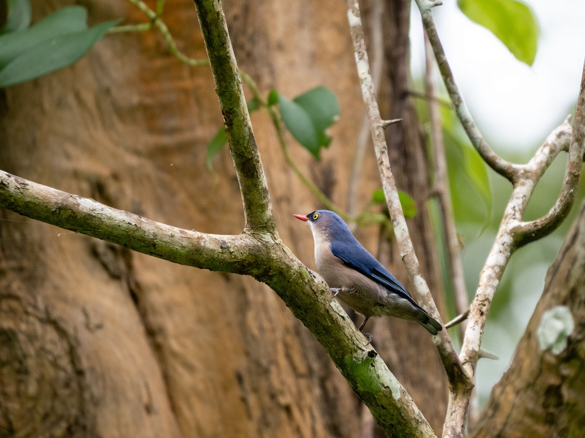Velvet-fronted Nuthatch - ML645258362