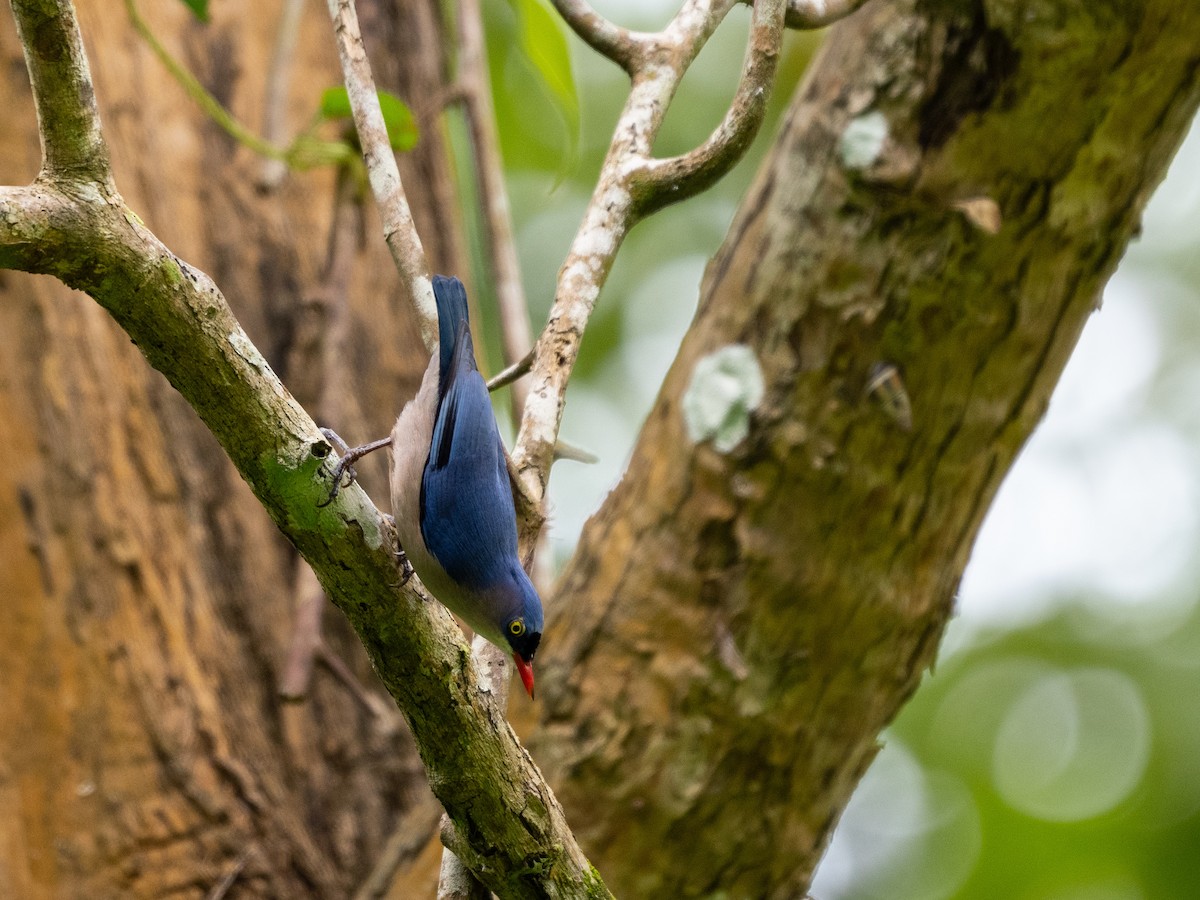 Velvet-fronted Nuthatch - ML645258363