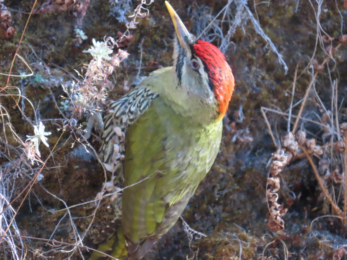Scaly-bellied Woodpecker - ML645258369