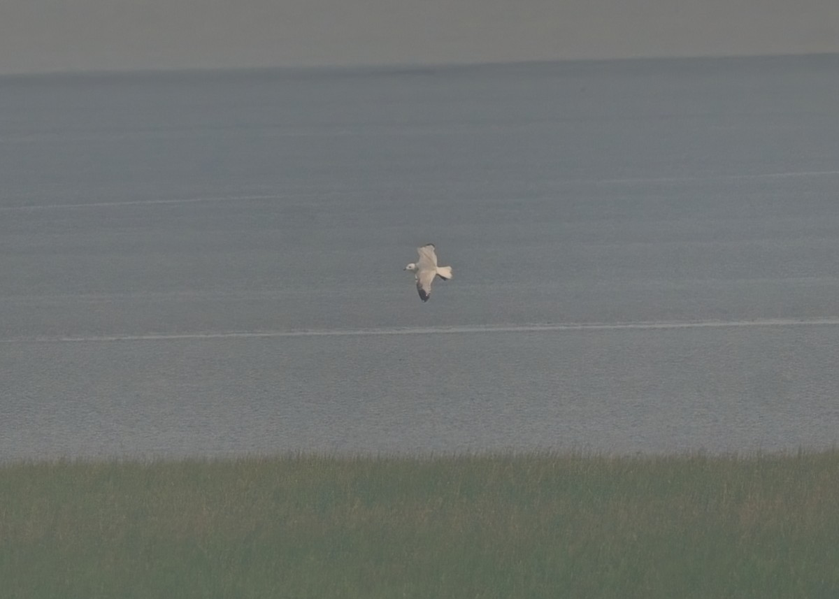 Relict Gull - ML645258375