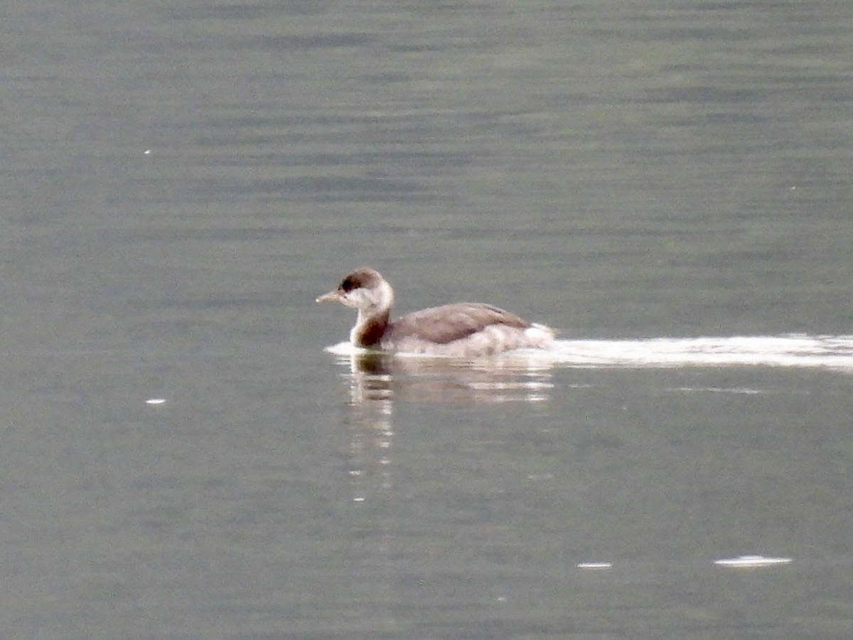 Horned Grebe - ML645258376