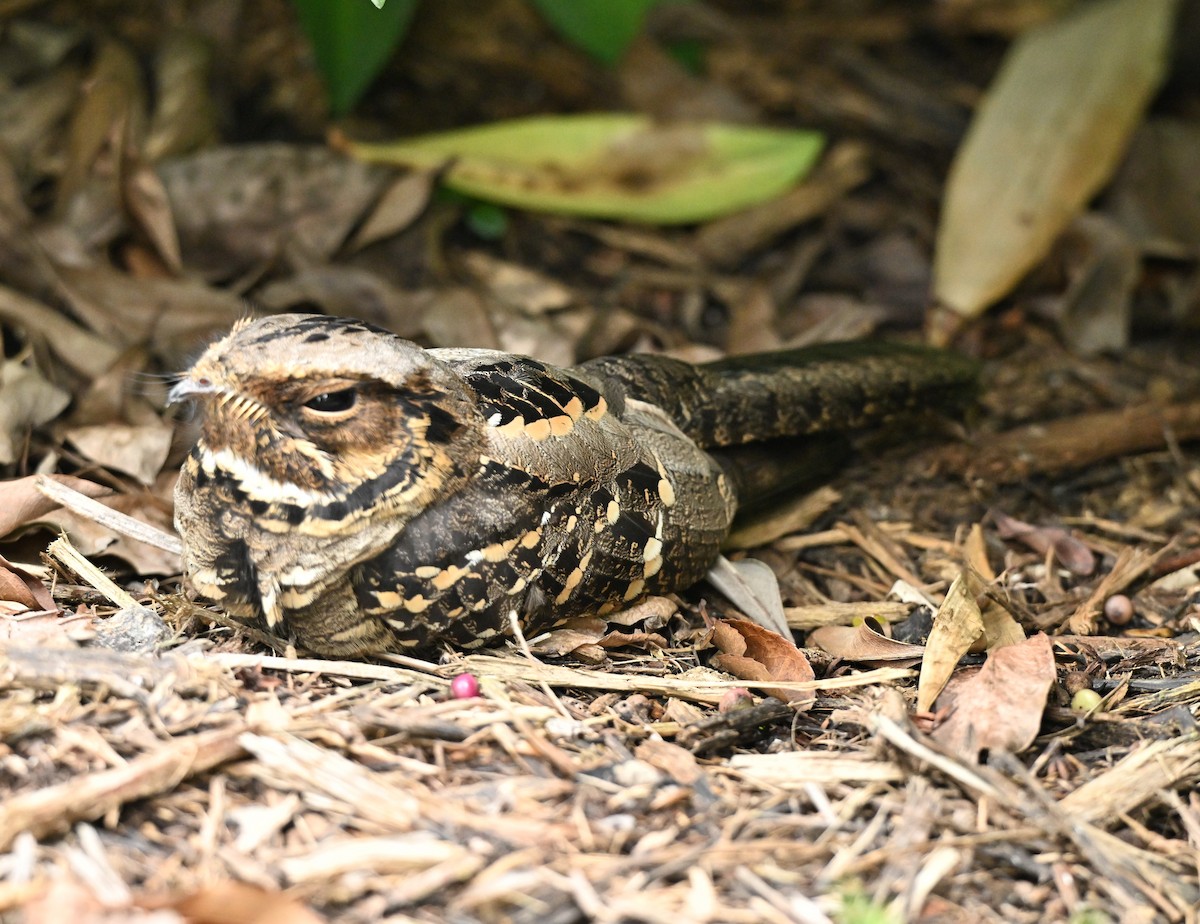 Large-tailed Nightjar - ML645258377