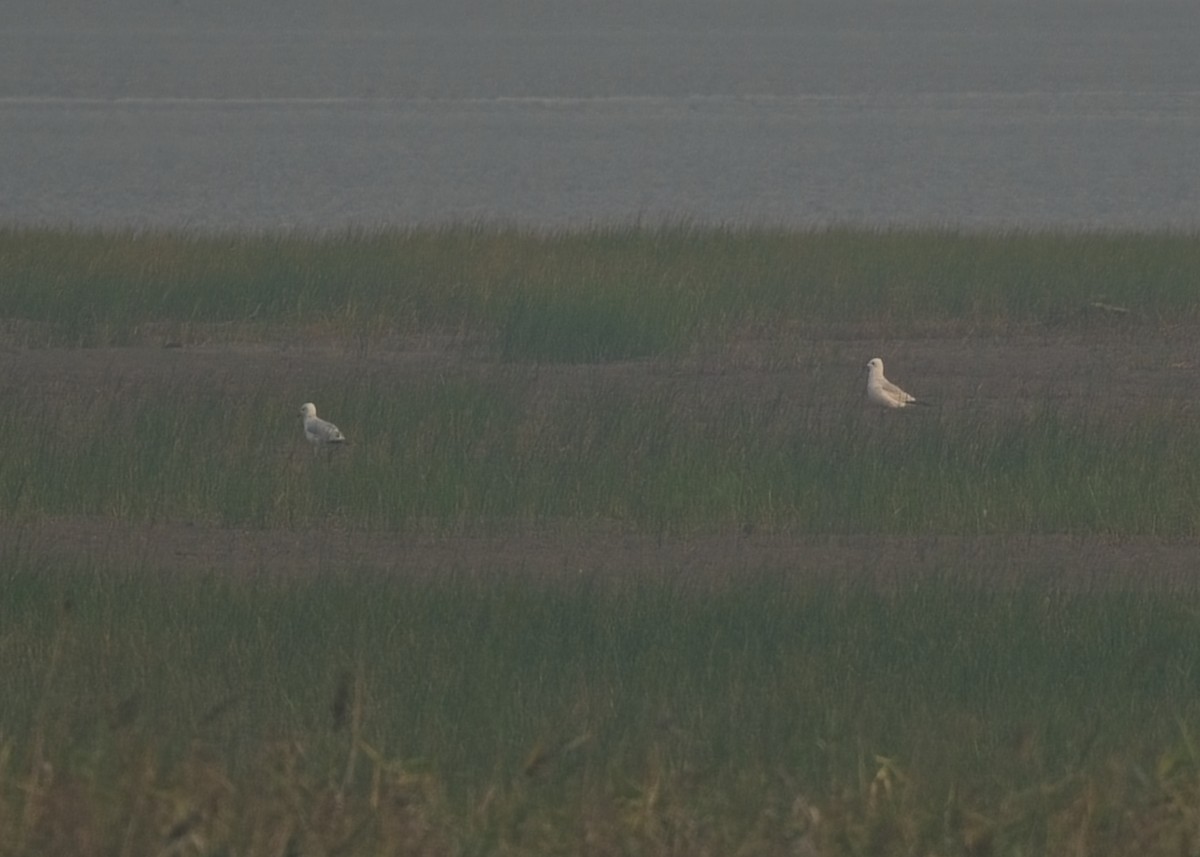 Relict Gull - ML645258380