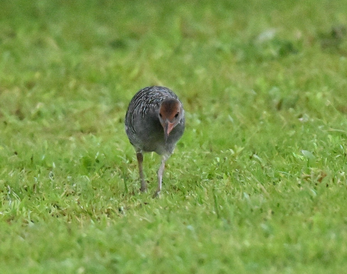 Slaty-breasted Rail - ML645258385